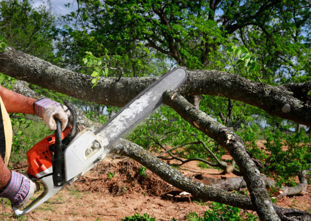 Professional Tree Service in Windber, PA